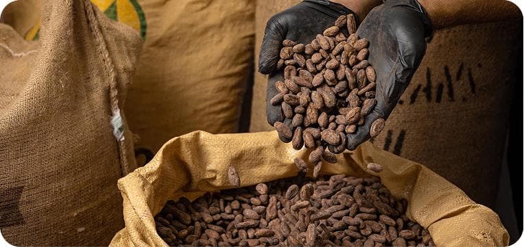 Cocoa Beans